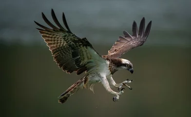 Fotobehang Amazing picture of an osprey or sea hawk trying to hunt © Shirley Szeto/Wirestock