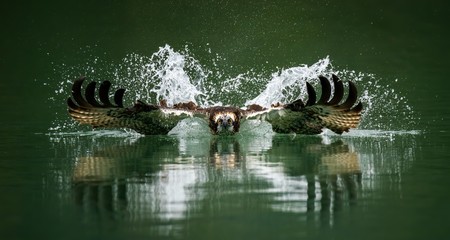 Amazing picture of an osprey or sea hawk hunting a fish from the water