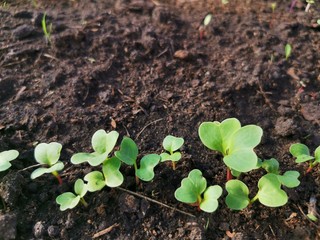 sprouts radishes in the greenhouse on the bed