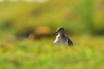 Green sandpiper with nature, The green sandpiper is a small wader of the Old World. 