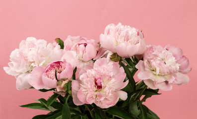 Bouquet de pivoines sur fond rose