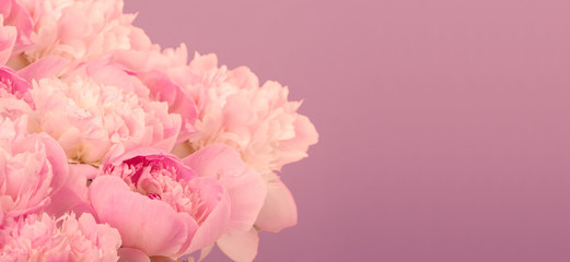 bouquet of peonies on pink background