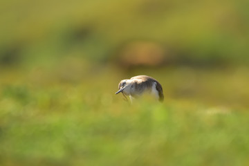 Green sandpiper with nature, The green sandpiper is a small wader of the Old World. 