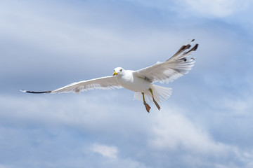 a sea gull flying across a cloudy sky
