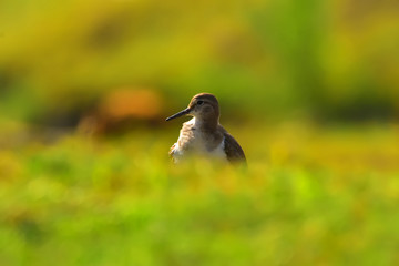 Green sandpiper with nature, The green sandpiper is a small wader of the Old World. 