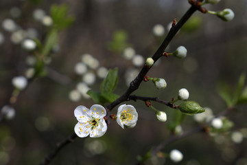 Plum blossom in spring, selective focus. White flowers and buds on a branch in a garden