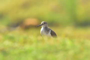 Green sandpiper with nature, The green sandpiper is a small wader of the Old World. 