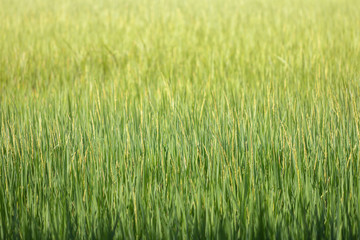 Rice field green background.Beautiful green wallpaper.
