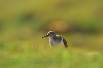 Green sandpiper with nature, The green sandpiper is a small wader of the Old World. 