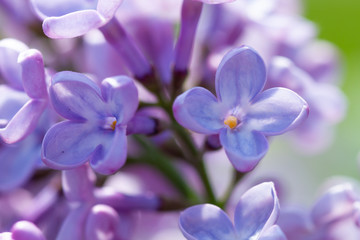 Photo of blooming lilac flowers