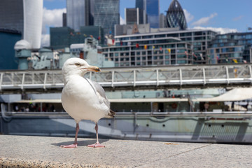 seagull standing on the wall