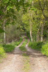 Path into the woods, in the spring nice green colors