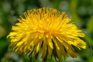 Makro eines blühenden Löwenzahn im Frühling (lat. Taraxacum sect. Ruderalia) mit Pollen und Blütenstaub