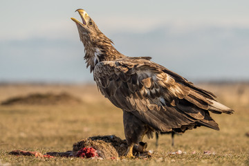 Eagle