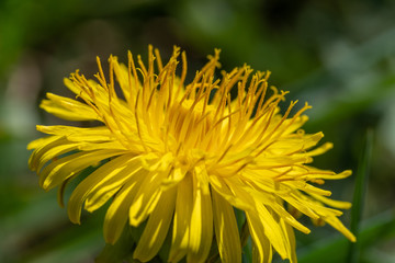 Makro eines blühenden Löwenzahn im Frühling (lat. Taraxacum sect. Ruderalia) mit Pollen und Blütenstaub