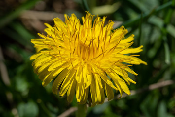 Makro eines blühenden Löwenzahn im Frühling (lat. Taraxacum sect. Ruderalia) mit Pollen und Blütenstaub