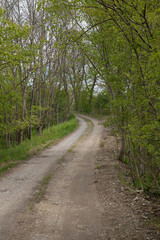 Path into the woods, in the spring nice green colors