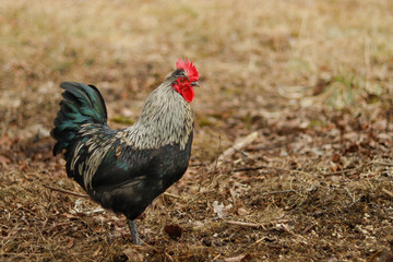 rooster on the farm