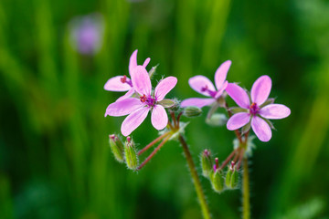 Detalle de las flores de la planta pico de cigüeña. Relojes. Agujas. Erodium cicutarium.