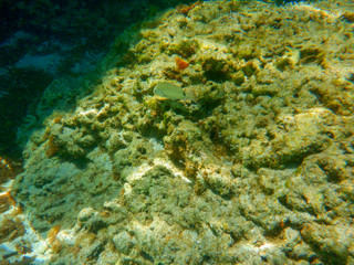 A dip in the sea. Seabed of the Mediterranean