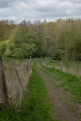 Path into the woods, in the spring nice green colors