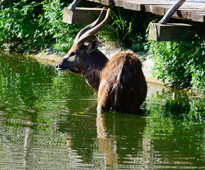 Sitatunga, antelope nakong male
