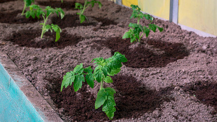 Fresh tomato seedlings in a greenhouse on a garden on a sunny spring day