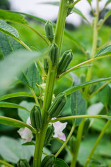 Sesame seed flower on tree in the field, Sesame a tall annual herbaceous plant of tropical and subtropical areas cultivated for its oil-rich seeds.