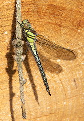 Dragonfly sitting on a branch in the spring in denmark