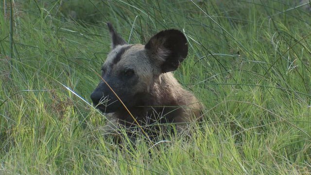 Angled early morning light as African Wild Dog sits in tall grass