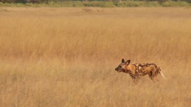 African Wild Dog lopes through golden savannah grass in steady pan