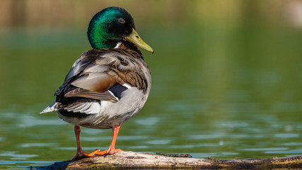 Mallard