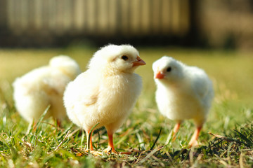 little chicken on green grass
