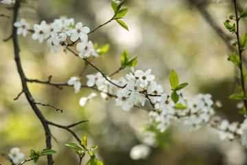 Blooming plum in the garden