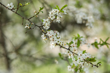 Blooming plum in the garden