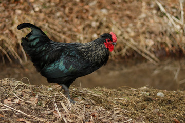 free range chicken