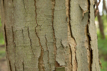 Background of tree bark