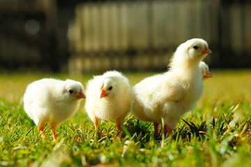 two chicken on the grass