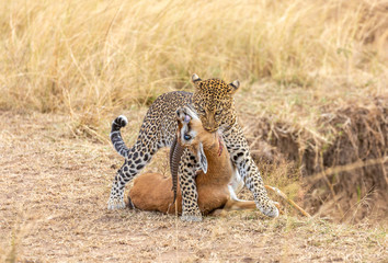 Leopard Kill in the Masai Mara