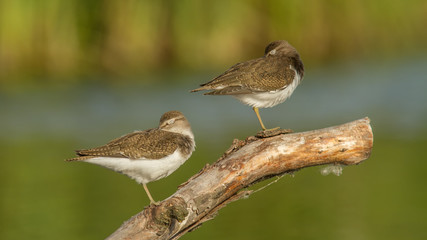 Fototapeta premium Common sandpiper sitting on perch