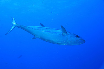 Naklejka premium Dogtooth tuna fish