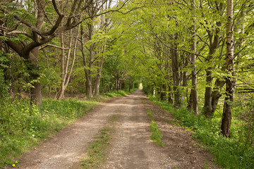 Path into the woods, in the spring nice green colors