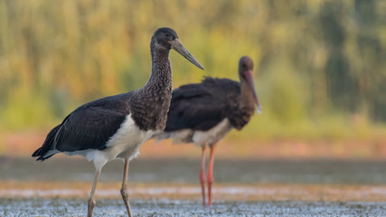 Black storks