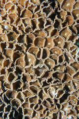Close up of stony coral