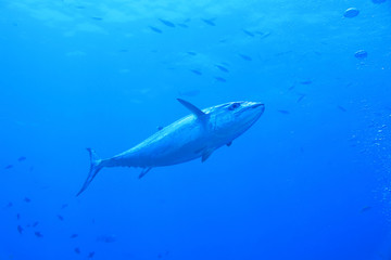 Dogtooth tuna fish