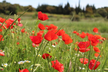Naklejka premium champ de coquelicots