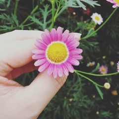 Flower in the hand