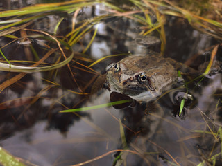 Frog swims in pond among grass