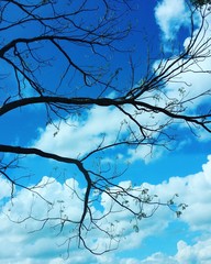 Tree branches against blue sky