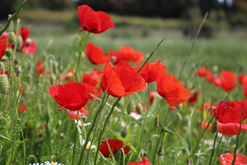 coquelicot